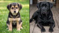 Who Is Smarter: A Mixed-Breed Dog or a Purebred Dog