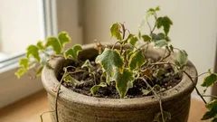 Why Houseplants Wilt: 5 Unexpected Reasons for Disrupted Growth and Development — Expert Tips