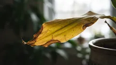 Winter Houseplants: Urgent Help If Leaves Are Drying and Falling Off