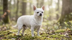 10 “Pocket” Dogs: Miniature Breeds for Those Who Love Taking Their Pet Everywhere